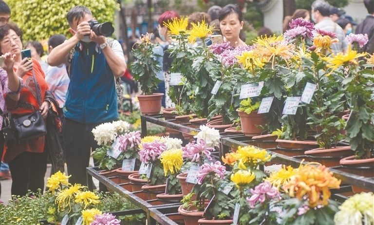 广州文化公园的菊花展览远近闻名.