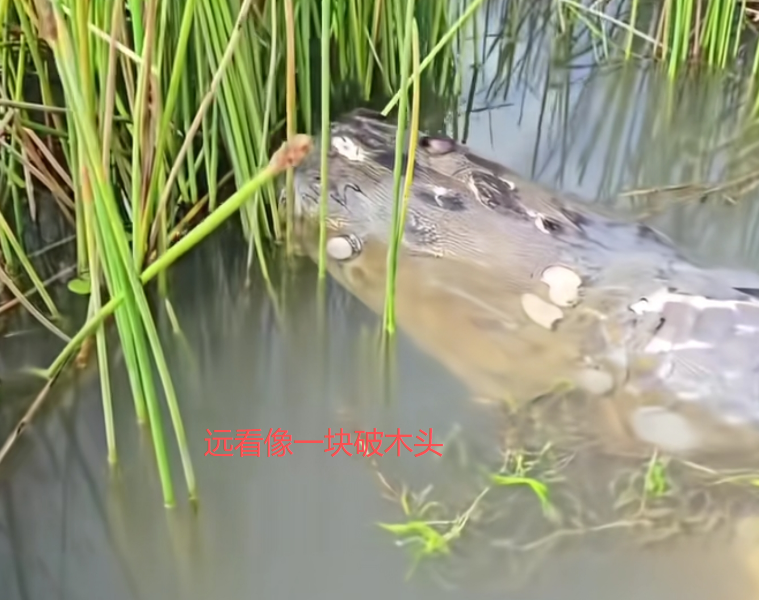 浙江男子钓鱼发现块“烂木头”，凑近一看是条2米多的巨骨舌鱼，已死去多时_腾讯新闻