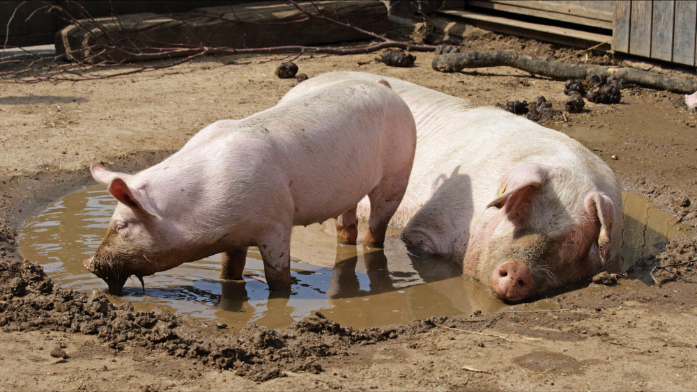 生猪价格涨翻天屠企毛猪采购有变附12月11日猪价