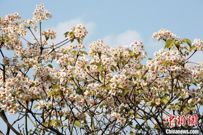 广西天峨县油桐花绽放引客来