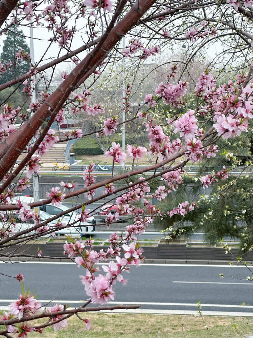 赏花不必非挤热门公园路边地铁站旁也能偶遇小美好