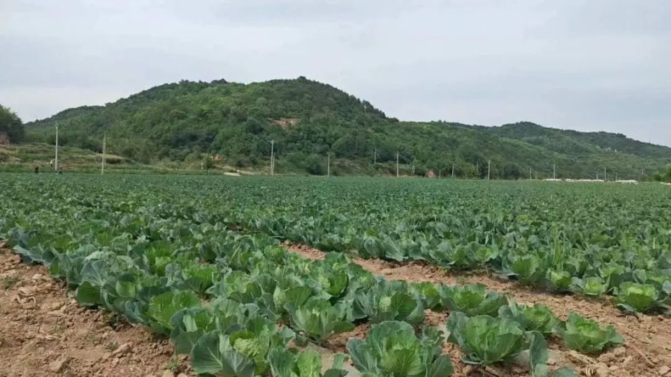 【走乡村 看振兴】瓦子街镇:甘蓝长势讨人喜  绘就乡村振兴好"丰"景