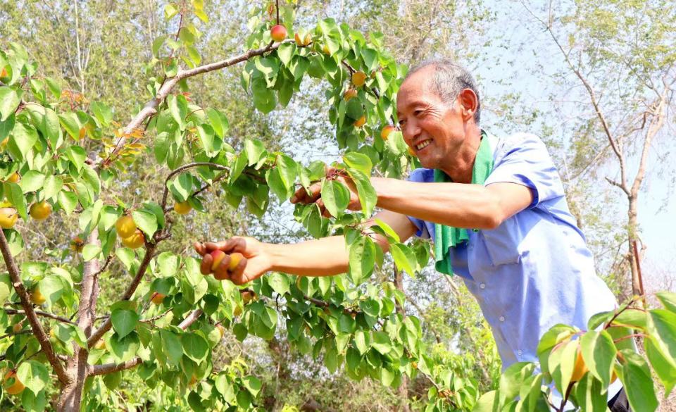 "杏"福路上采摘忙