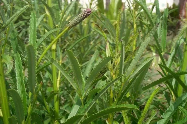 万物有灵 | 名副其实山霸王——血箭草