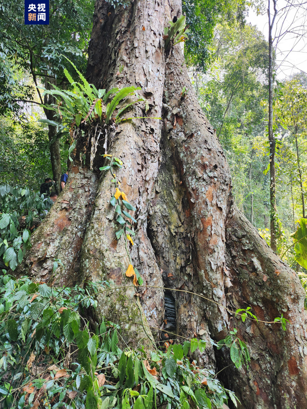 云南马关发现国家二级保护野生植物蚬木王_腾讯新闻
