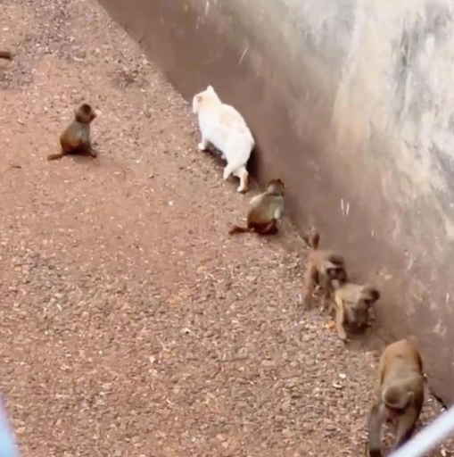 猴子虐猫？昆明动物园回应质疑_腾讯新闻