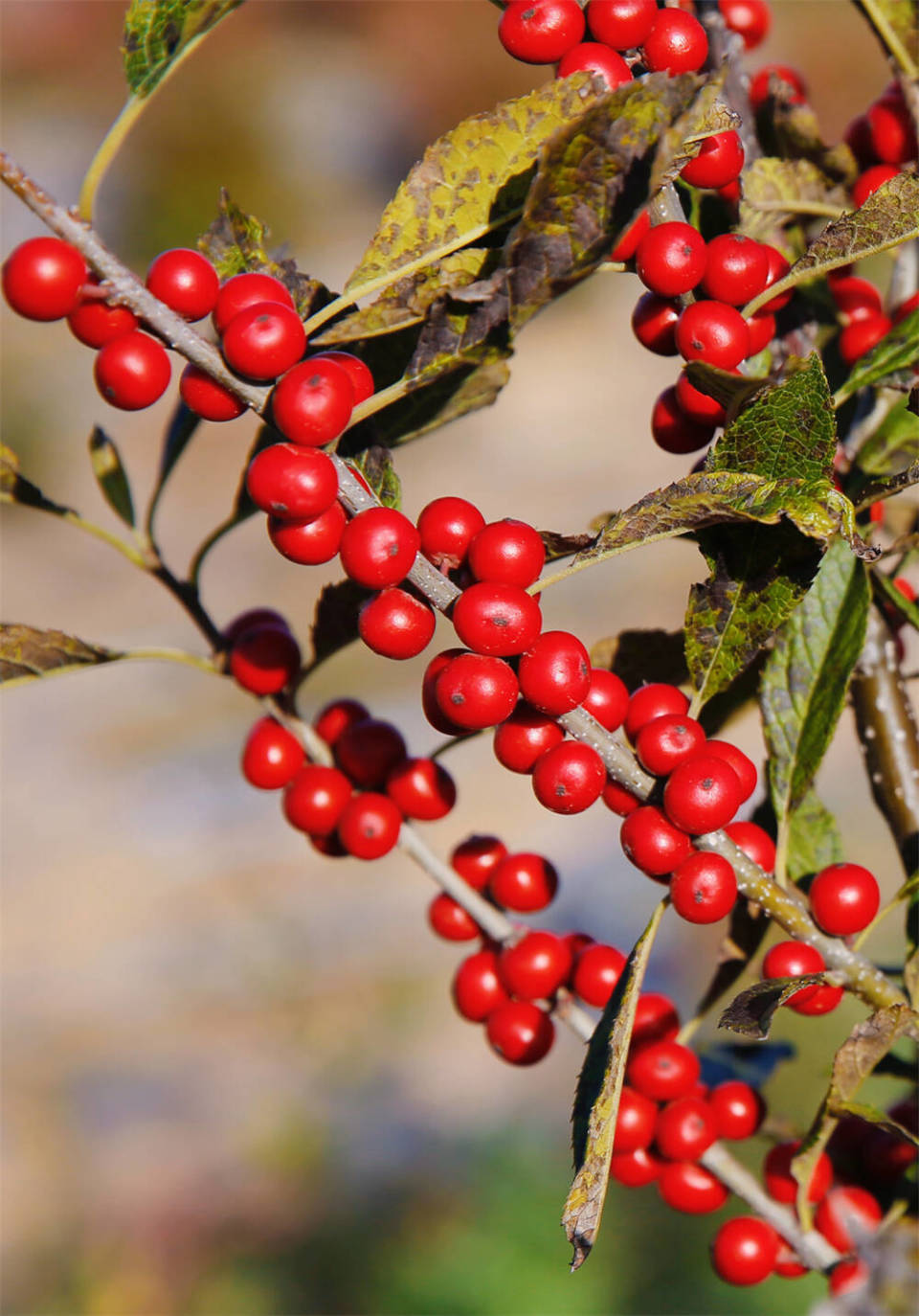 威海环翠区这里种出红玛瑙