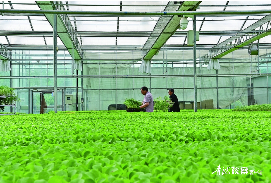 互助:特色现代生态农业助发展