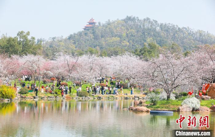 湖北武汉东湖樱花绽放游客享春光