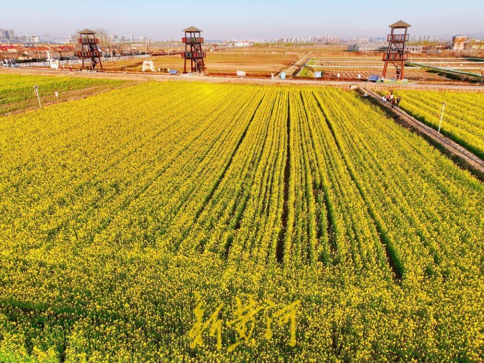 吴家堡油菜花盛开醉游人