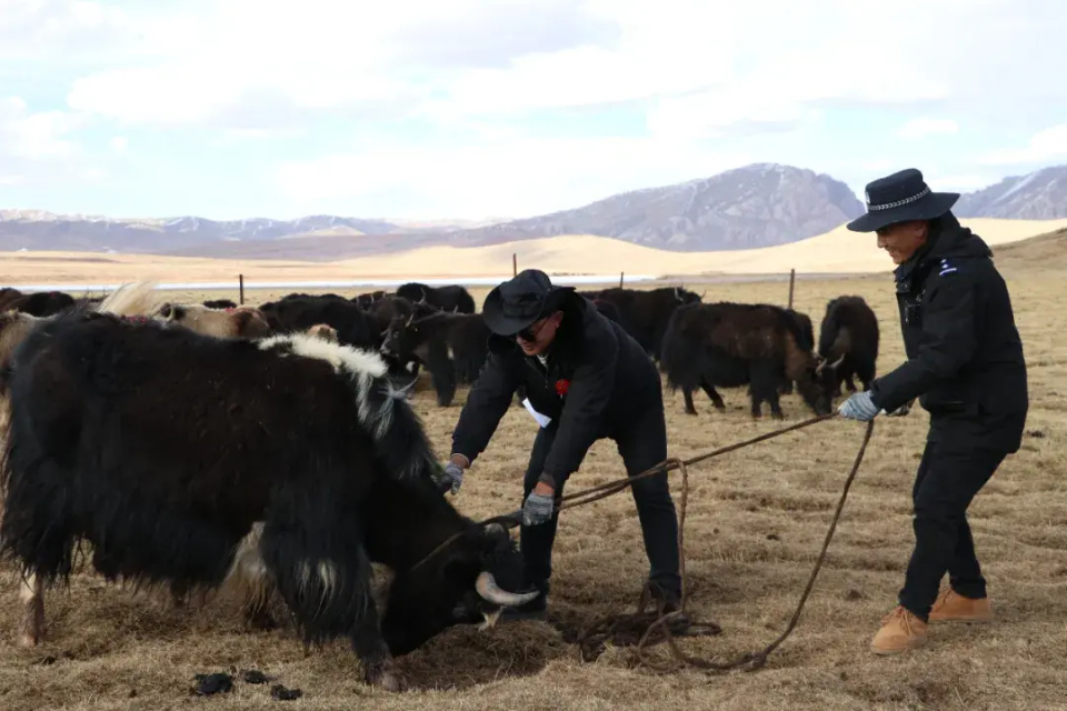 套牛的汉子 直击法官分牛现场