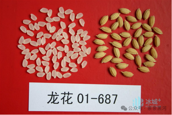龙粳21水稻品种介绍图片