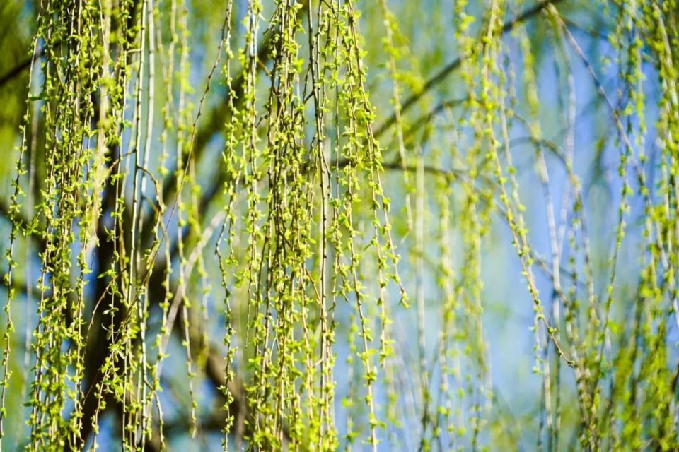 梅与柳,也真是不错的搭档,柳树稍在梅花之