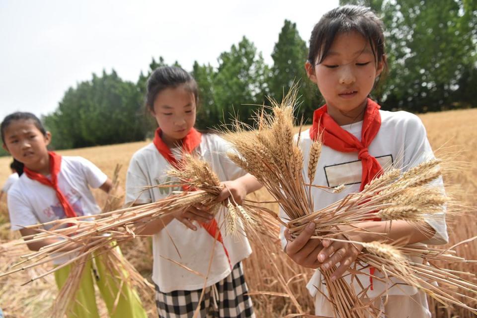 潍坊高密:校园"小农夫" 田间收麦忙