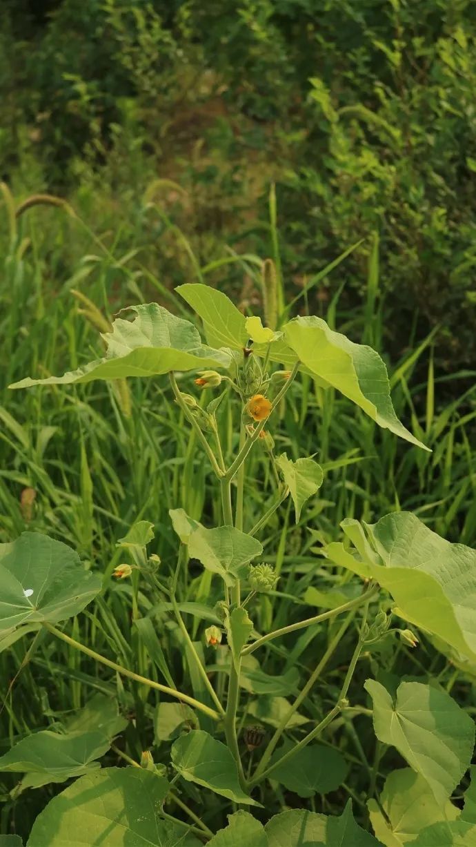 苘麻种植基地图片