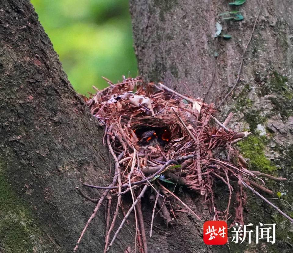 图为仙八色鸫和鸟宝宝巢中的3只小鸟宝宝,一只只张开着小嘴,脖子起劲