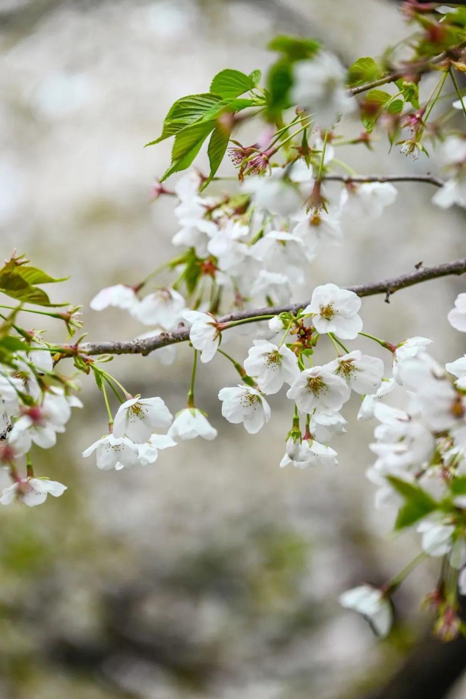 4月的浪漫是樱花给的,山东"醉"美赏樱地来了!_腾讯新闻