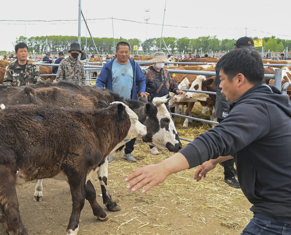 黑龙江甘南县:现代化一站式牲畜交易市场助力县域经济发展
