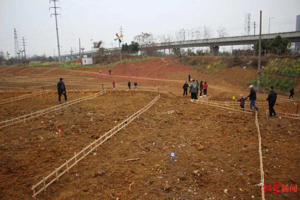 周末种地忙成都一社区推出210块共享菜地上线就被抢完了