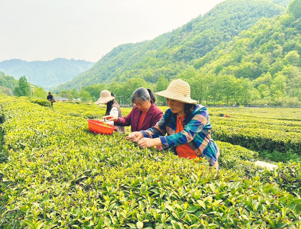 甘快看康縣龍頭企業帶動山地特色產業遍地開花