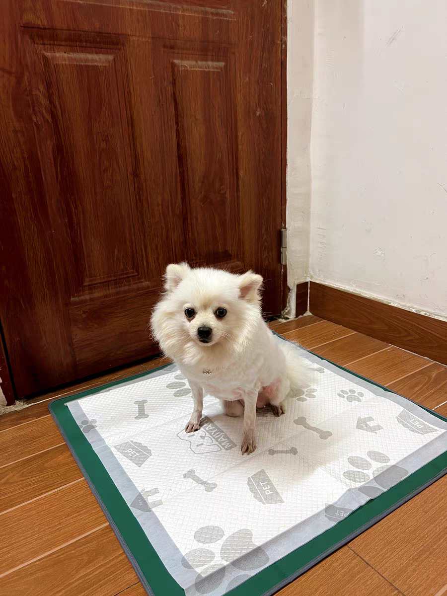 给狗子穿纸尿裤:这届铲屎官,已经卷宠物养老了