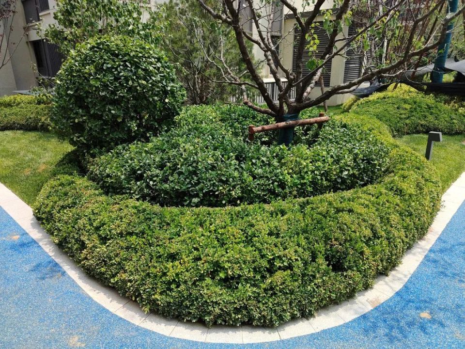 道路铺了蓝色塑胶跑道,两侧的低矮灌木整体都是龟背式造型,成树包裹在