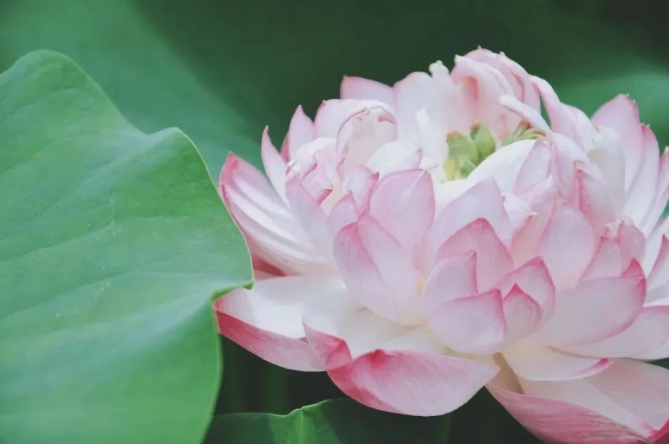 临近荷花季,你知道西湖里有多少种荷花吗?