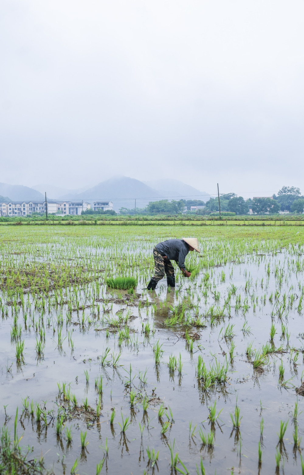 浙江诸暨:水乡"芒种"忙插秧