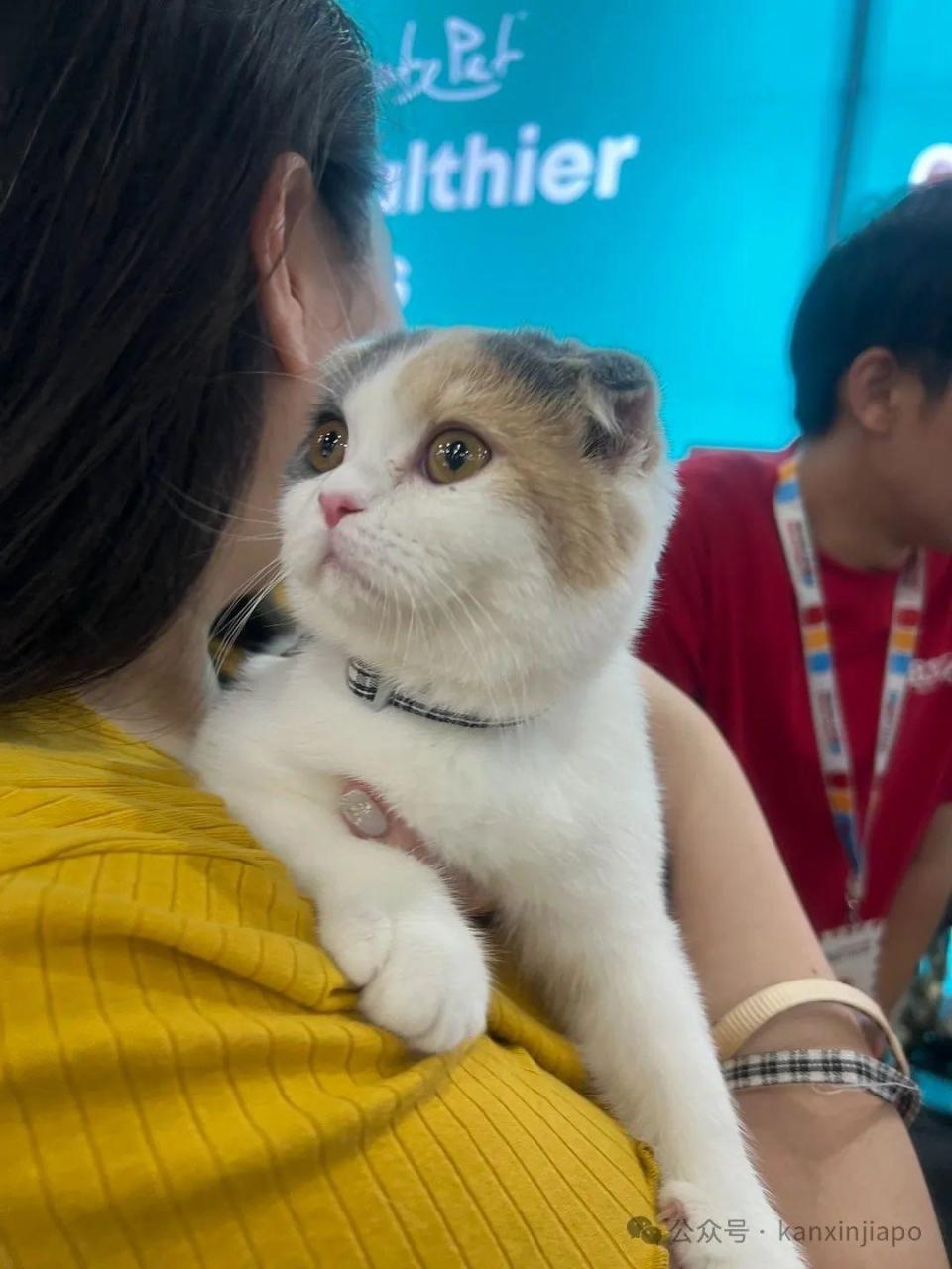 2024年新加坡猫咪节开幕啦，这里也有中国的狸花猫？！-腾讯新闻