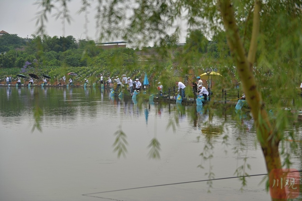 c视觉|内江:160名钓手同"塘"竞技