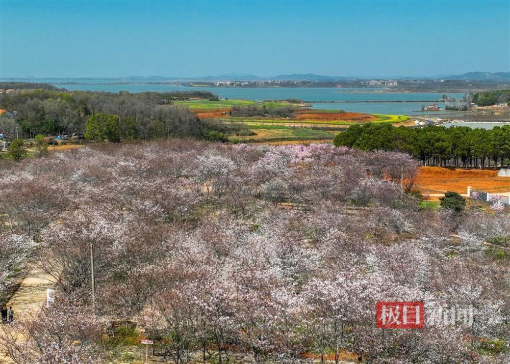 武漢江夏安山首屆櫻花節浪漫來襲