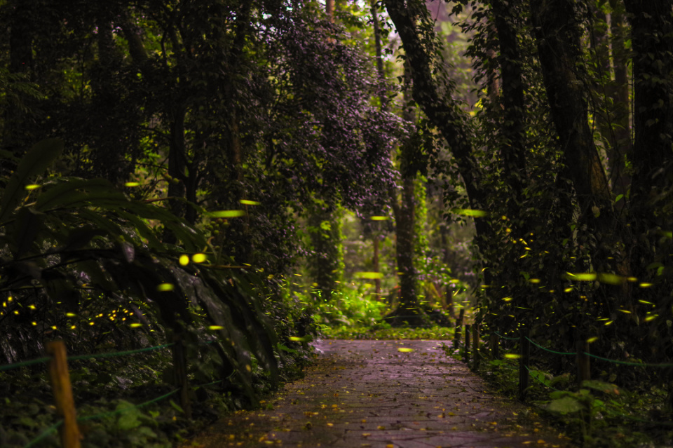 华南国家植物园"萤火虫之森"开启夏夜浪漫之旅