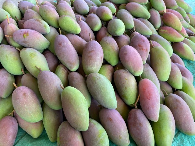 美好生活在云南|67香香甜甜!玉溪元江芒果陆续上市