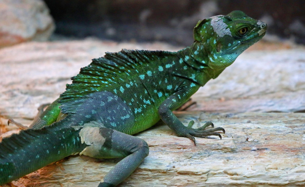 俄罗斯动物园里的爬行动物_腾讯新闻