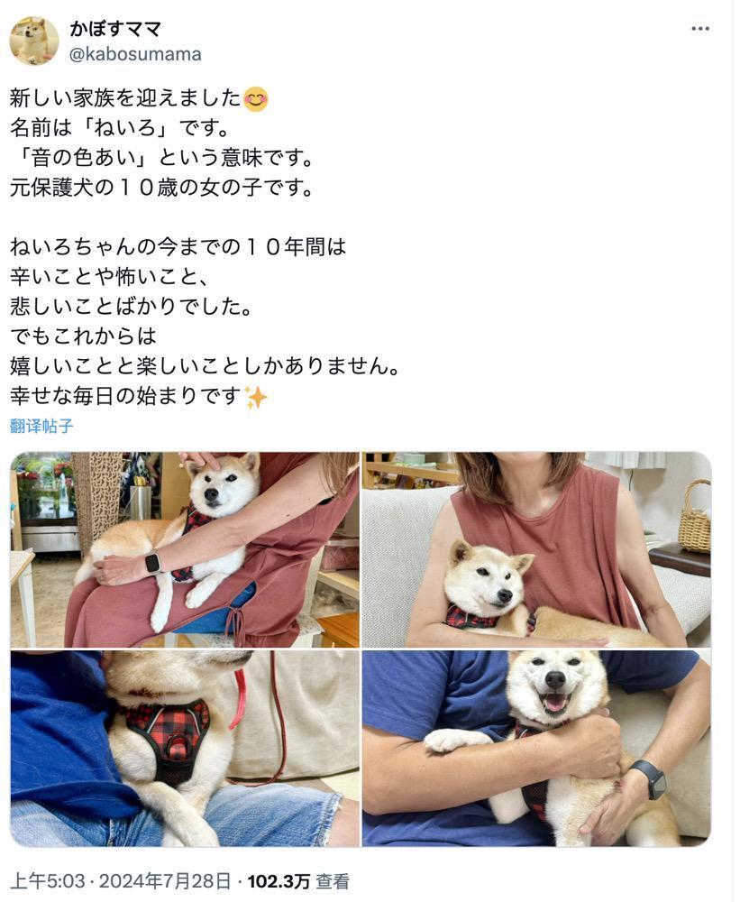 DOGE原型主人新宠“Neiro”爆火：多个同名MEME获数亿资金参与，未经授权遭“抗议”-腾讯新闻