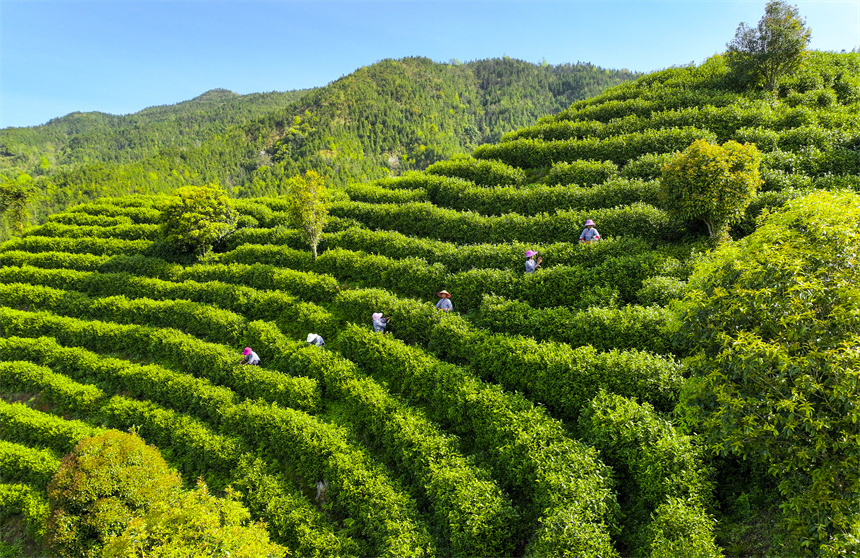 江西宜黄绿水青山育好茶