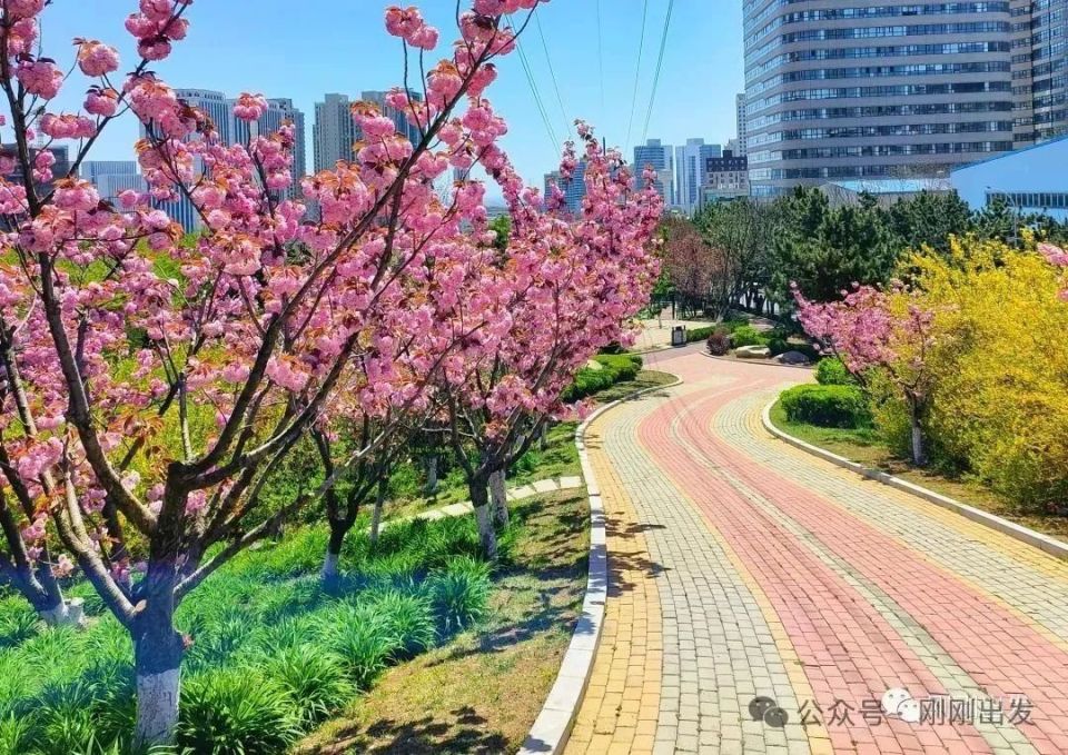 大连樱花观赏地,接下来就去这10个地方赏花