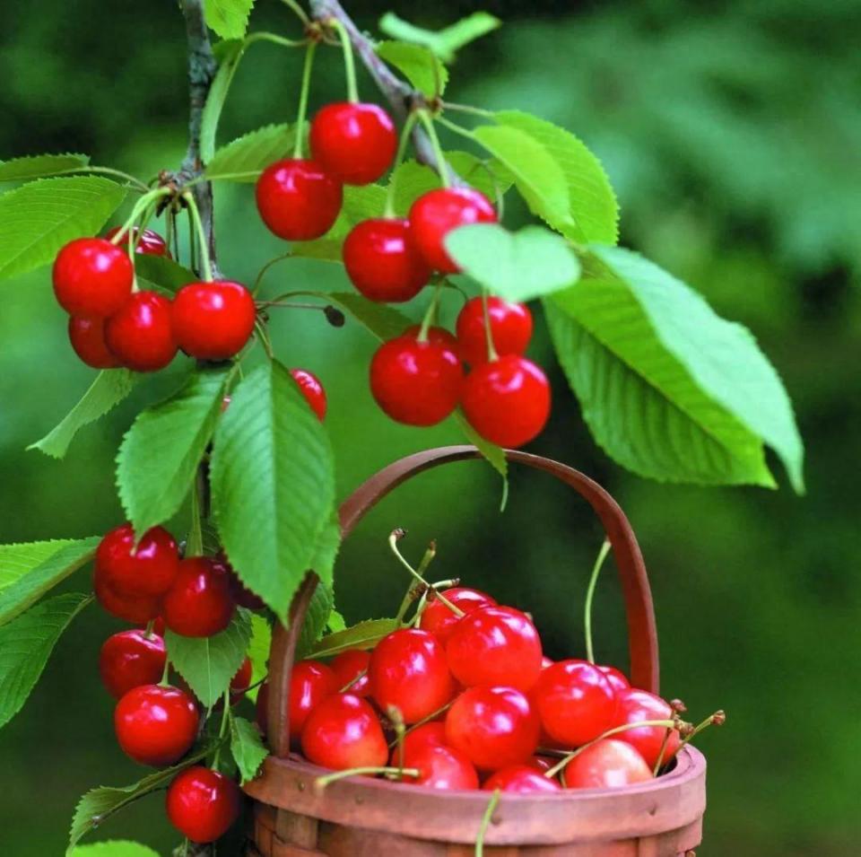 烟台大樱桃新鲜上市,甜蜜爆汁!