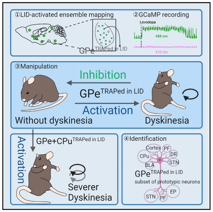 rep med | 复旦大学王坚/邬剑军等团队合作发现左旋多巴诱导的运动