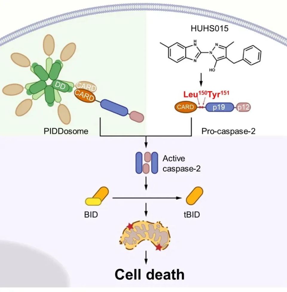 protein & cell | 邵峰实验室揭示caspase-2介导的细胞死亡之谜:从内