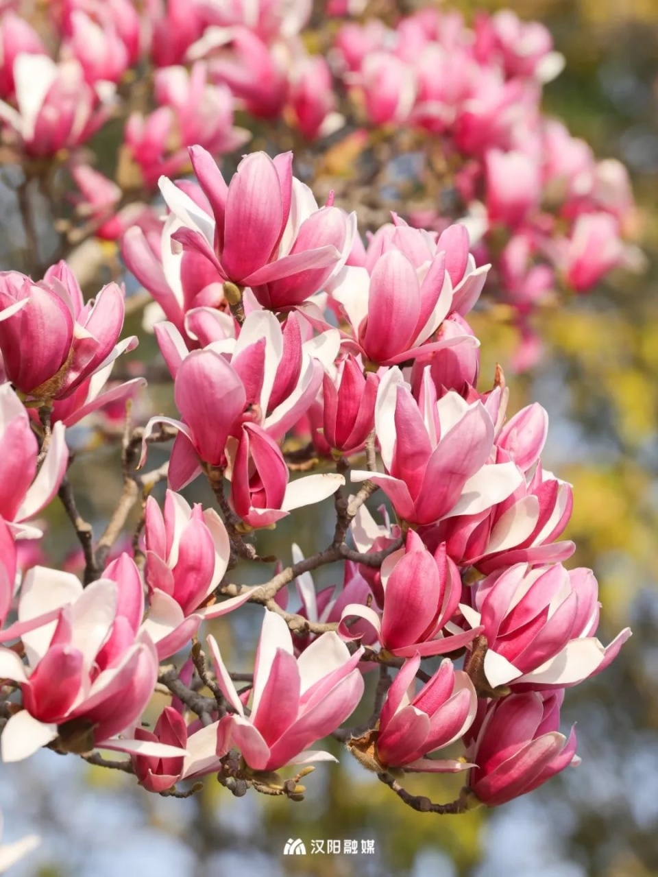 汉阳玉兰花:我想开了
