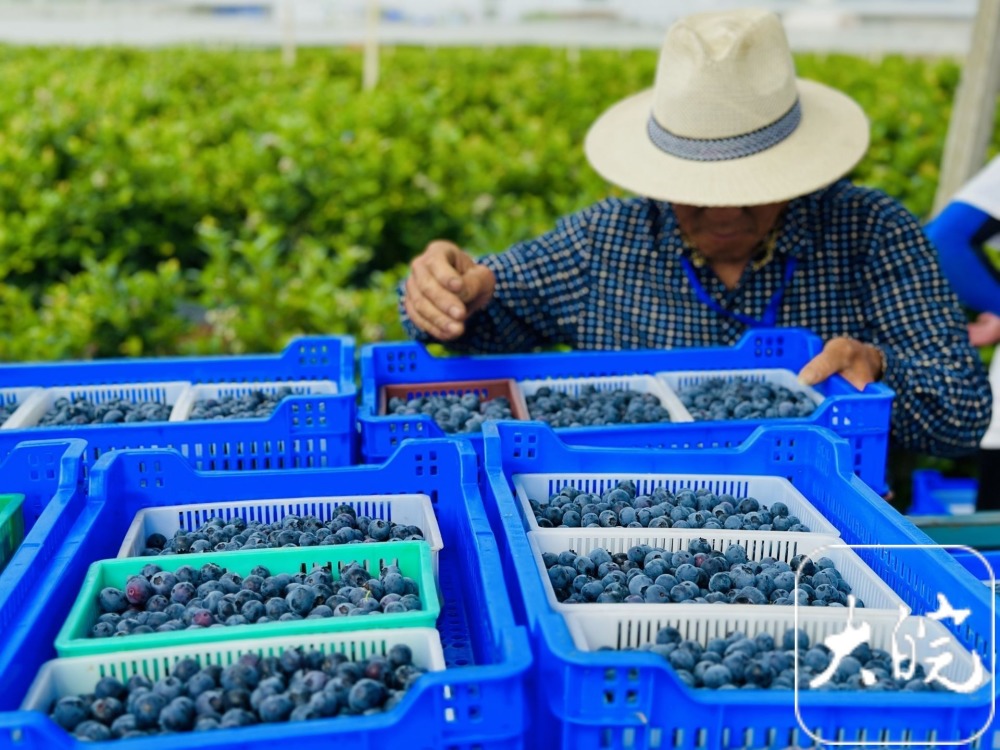 县域特色产业集群 | 蓝莓"甜" 怀宁8.5万亩丘陵地变成花果山_腾讯新闻