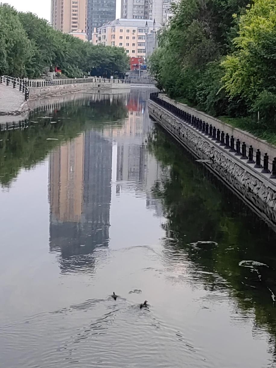 哈尔滨马家沟河绿岸成荫,鸳鸯来戏水!