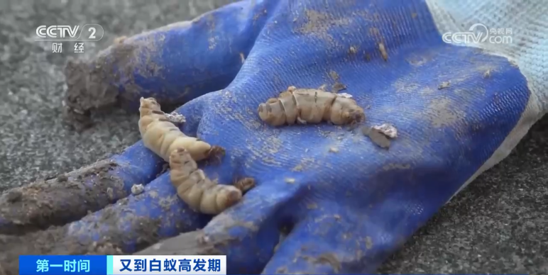 危险！浙江一大坝挖出超百万只白蚁，三只蚁后已成长十几年