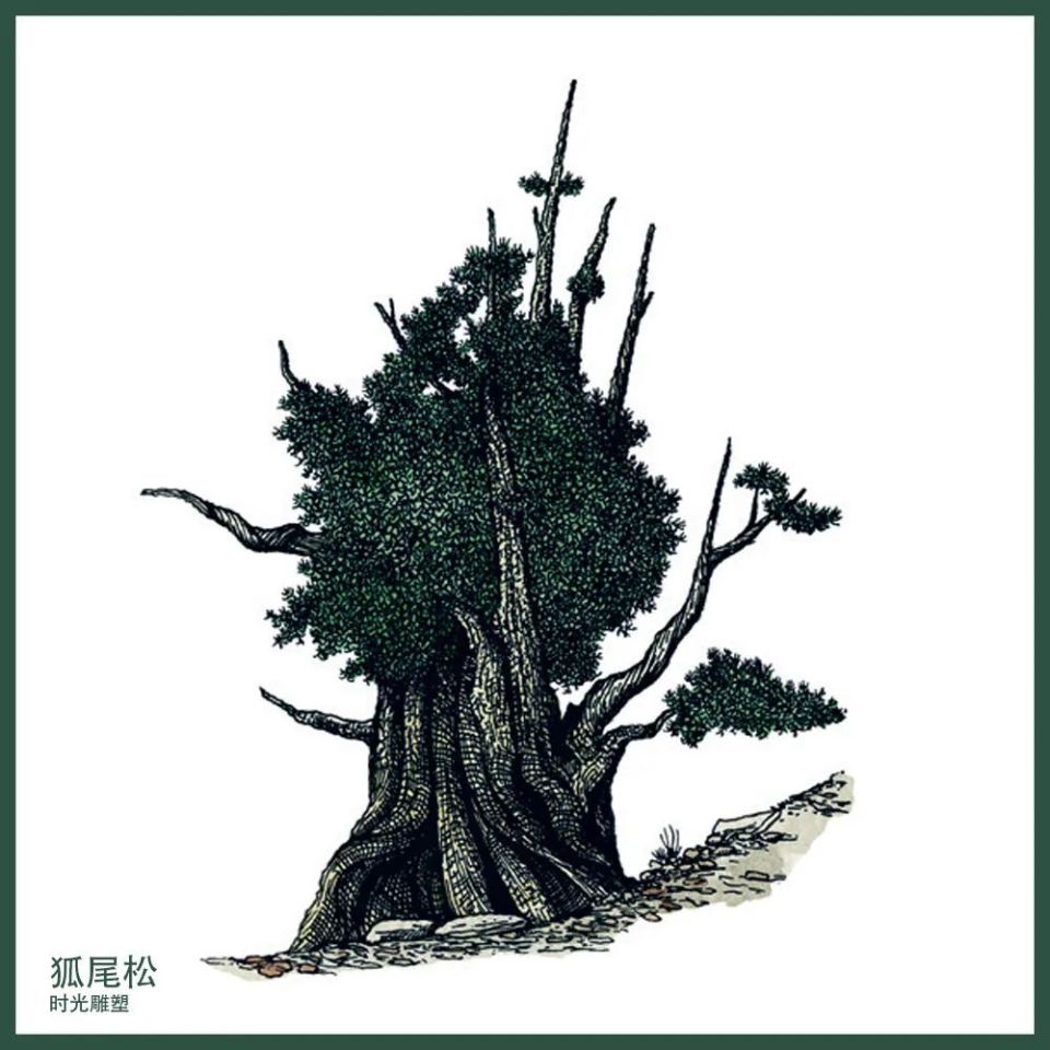 一眼万年，那些具有千年生命的树！_腾讯新闻