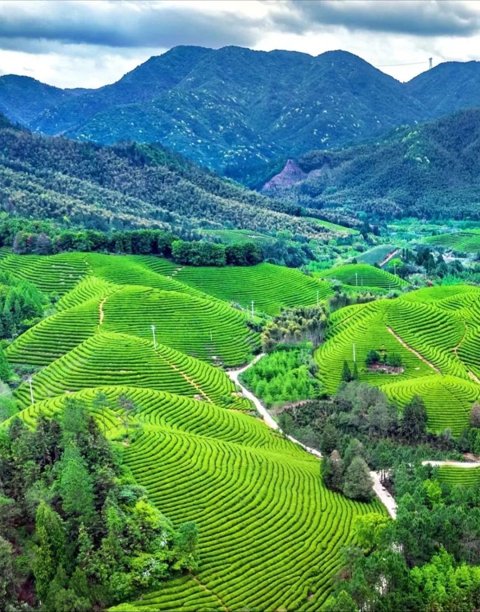 尖峰山丨一杯举岩蕴新香