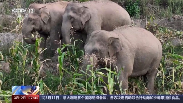 下午4:30左右,在云南省普洱市江城县康平镇后山,一个亚洲象群在休息了