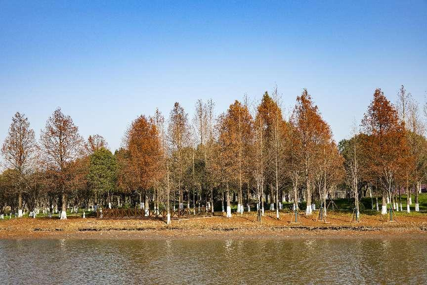 这6个较有特色的开放休闲林地让我们一起去看看