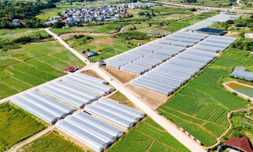 在连城县姑田镇城兜村的一片山地上,一周前刚栽种下去的一垄垄地瓜苗