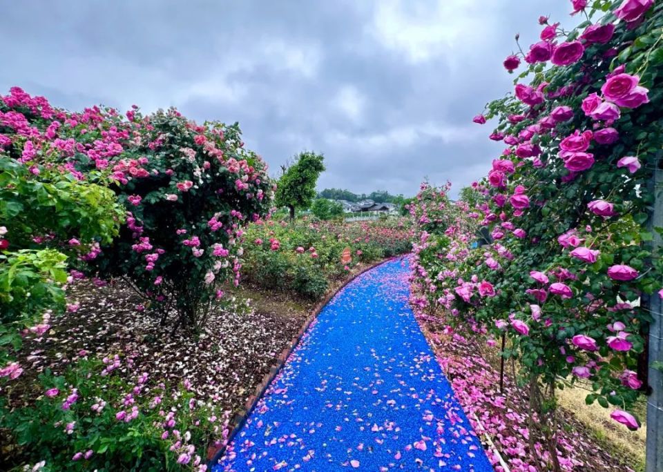 蓬溪天福万象花海电话图片